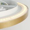 Steinhauer lights Flady ceiling light LED gold, 2-light sources