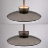 Paul Neuhaus lights Moon pendant light LED bronze, 2-light sources